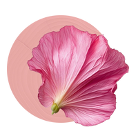 Damask Rose Flower Water